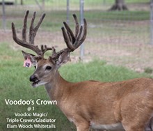 Voodoo's Crown